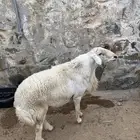 خروف فحل على الشرط ضراب ومالطيه