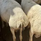 برابر مرابي جذعان طب وتخير