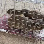 للبيع زوجين