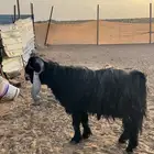 عنيزة العوشزيه