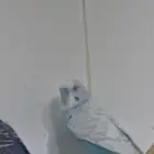 ذكر بادجي حار.