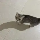 قطوة سكوتش ستريت للتبني