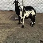 ثنتين حيل حمايس