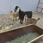 عنز عارضيه رغوث