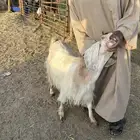 معزاء مشروكه فاضيات