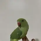 طير دره هندي