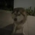 كلب هاسكي للبيع