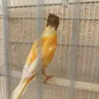 كناري اعمارهم ستة اشهر يبدو انهم ذكر وانثي والعلم عند الله