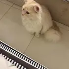 قط ذكر للتزاوج