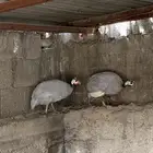 دجاج حبشي