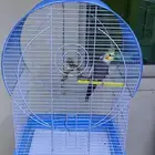 طير كروان عمره 8 شهور غير اليف