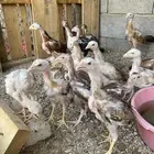 فروخ سندي