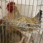 للبيع ديك حجم كبير ومذن من سلاله التركي و الفرنسي