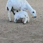 نعجة عليها خروف