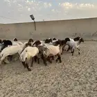 جذعات أنعيم طيبه