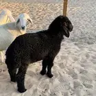 غنم