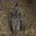 فروخ كروان( تم البيع)