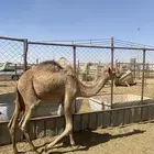 قعود للبيع