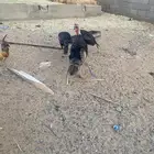 تبوك