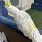 كاكاتو متكلم