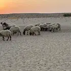 غنم نعيم مراح