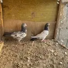 أزواج بكستاني