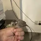 بلبل