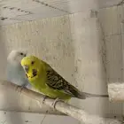 جوز بادجي منتج