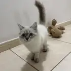 قط هملايا عمره 3 شهور ونص