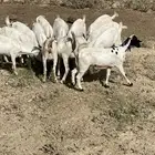 معزاء بيشيات