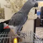 كاسكو ببغاء افريقي متكلم اليف