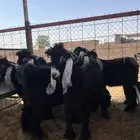 تيوس عوارض العدد 7 الاعمار بين 7 شهور الى 8