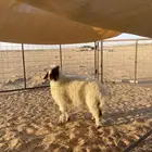 خروف