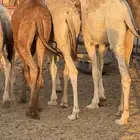 حشو طيبه للبيع