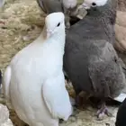 عشه حمام موكا هزاز