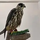 جليميه (بكه)