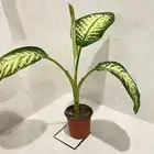 شجره طبيعيه