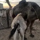 قعود عمره 5 شهور