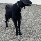 تيس فحل عارضي