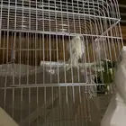 طير الكناري