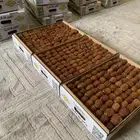 تمر جلكسي