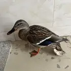 بطه خضاري سليمه تطير للبيع الموقع ينبع