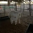 شاه حرية صنف معها ثنين