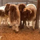 طليان نعيم جبر وسمين