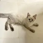 قطه هملايا