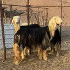 ررخال نجدد صنف الصنف