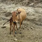 العدد 3الكبيره يتبعها 2الثالثه دفع في 7شهور