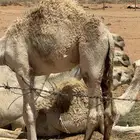 حاشي كفو ابوه ولد الشامخ فحل الامير عبدالعزيز بن فهد