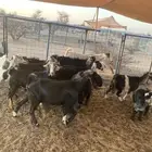 معزا عوارض دفيع للبيع تحتها ثلاث جفار
