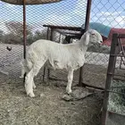طلي للبيع